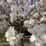 桜(*^^*)